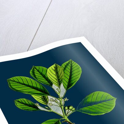 Rhamnus Frangula; Berry-Bearing Alder by Anonymous