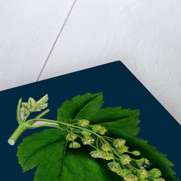 Acer Pseudo-Platanus; Sycamore by Anonymous