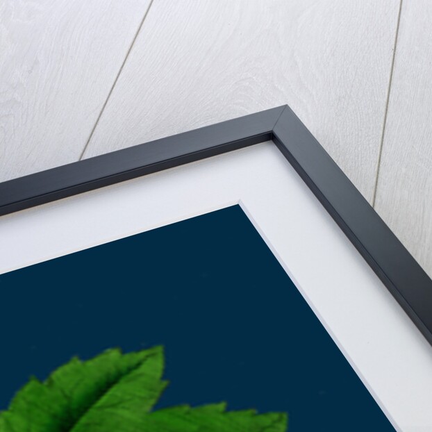 Acer Pseudo-Platanus; Sycamore by Anonymous