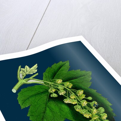 Acer Pseudo-Platanus; Sycamore by Anonymous