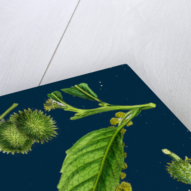 Castanea Vulgaris; Sweet Chestnut by Anonymous