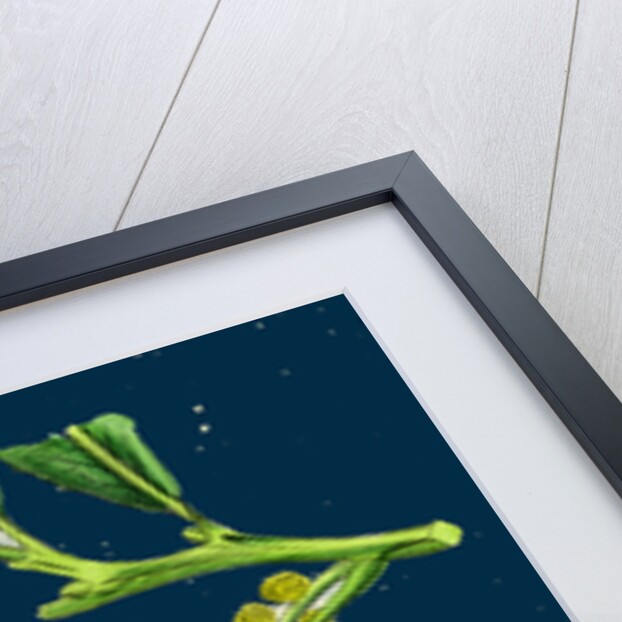 Castanea Vulgaris; Sweet Chestnut by Anonymous