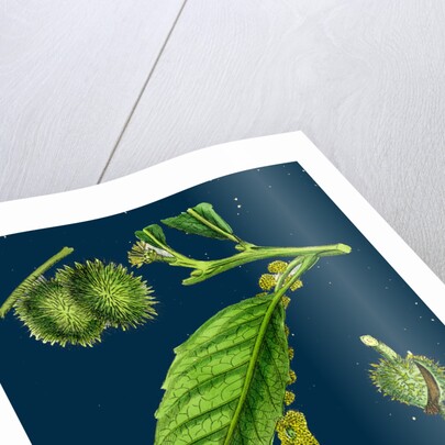 Castanea Vulgaris; Sweet Chestnut by Anonymous