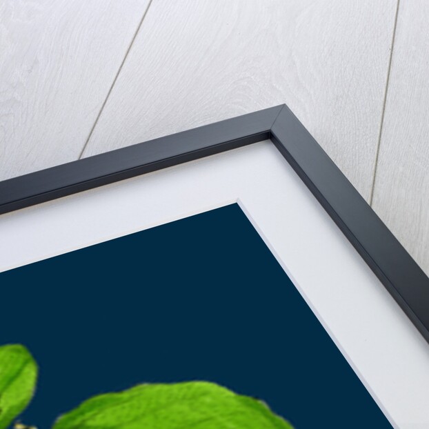 Fagus Sylvatica; Common Beech by Anonymous