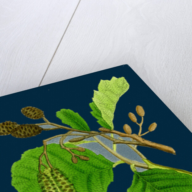 Alnus Glutinosa; Common Alder by Anonymous