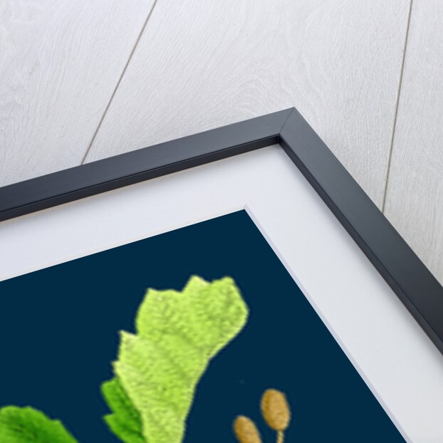 Alnus Glutinosa; Common Alder by Anonymous