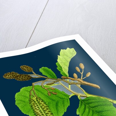 Alnus Glutinosa; Common Alder by Anonymous