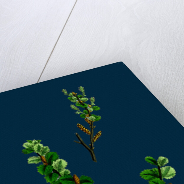 Betula Nana; Dwarf Birch by Anonymous