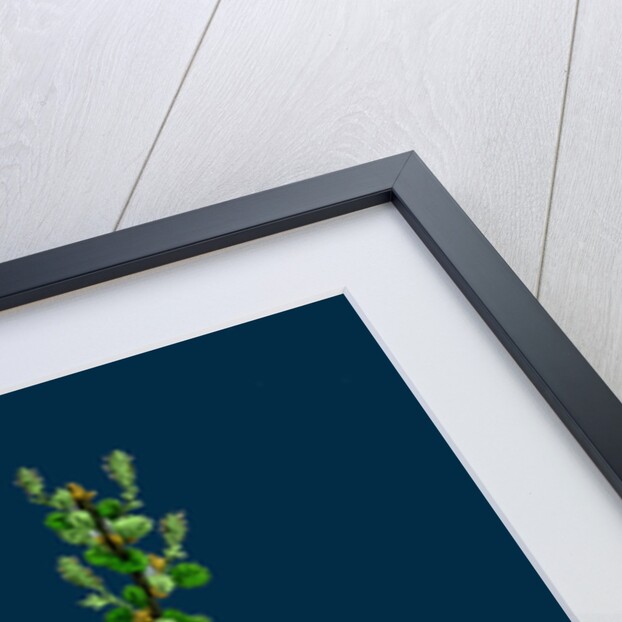 Betula Nana; Dwarf Birch by Anonymous