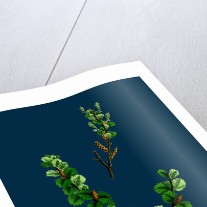 Betula Nana; Dwarf Birch by Anonymous