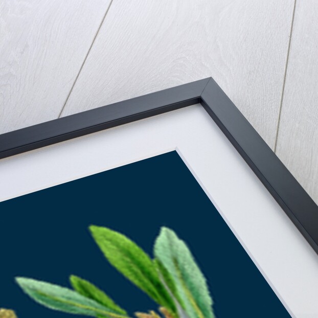 Myrica Gale; Bog-Myrtle by Anonymous