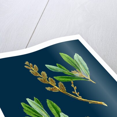 Myrica Gale; Bog-Myrtle by Anonymous