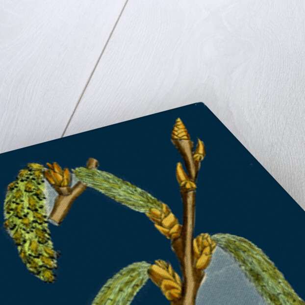 Populus Canescens; Gray Poplar by Anonymous