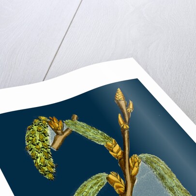 Populus Canescens; Gray Poplar by Anonymous