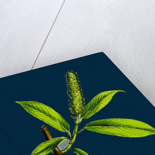 Salix Cuspidata, Mas; Pointed-Leaved Willow, Male by Anonymous