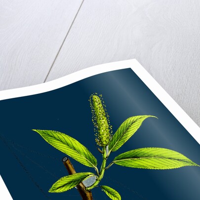 Salix Cuspidata, Mas; Pointed-Leaved Willow, Male by Anonymous