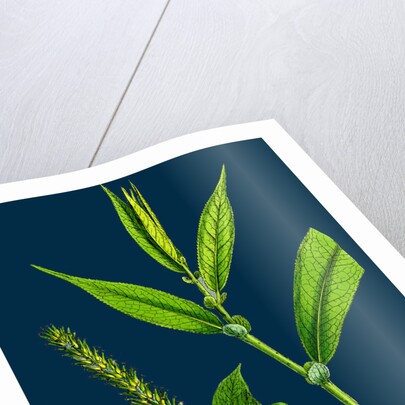 Salix Cuspidata, Foemina; Pointed-Leaved Willow, Female by Anonymous