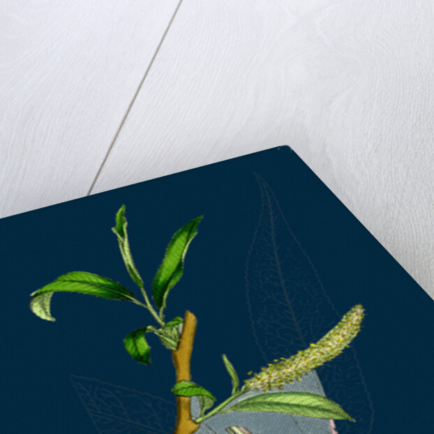 Salix Fragilis, Var. Decipiens; White Welsh Willow by Anonymous