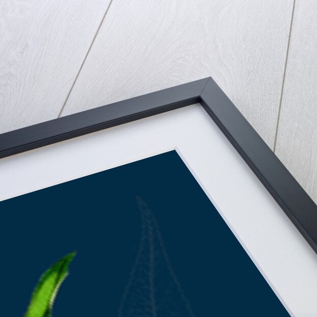 Salix Fragilis, Var. Decipiens; White Welsh Willow by Anonymous