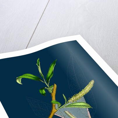 Salix Fragilis, Var. Decipiens; White Welsh Willow by Anonymous