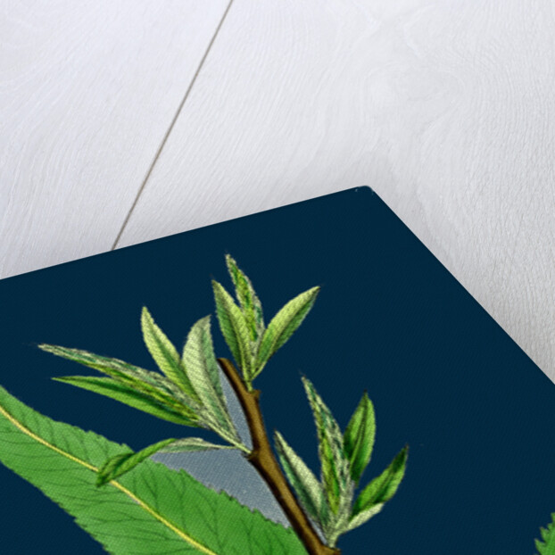 Salix Viridis; Bedford Willow by Anonymous