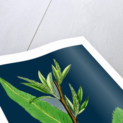 Salix Viridis; Bedford Willow by Anonymous