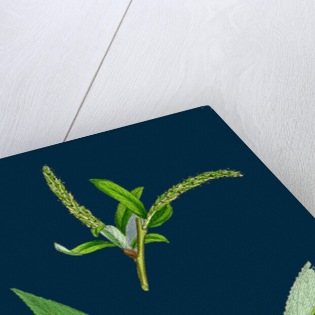Salix Alba, Var. Coerulea; Blue Willow by Anonymous