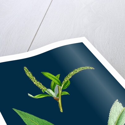 Salix Alba, Var. Coerulea; Blue Willow by Anonymous
