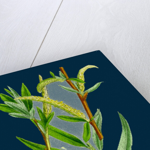 Salix Alba, Var. Vitellina; Golden Willow by Anonymous