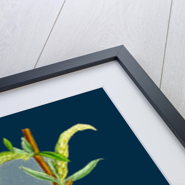 Salix Alba, Var. Vitellina; Golden Willow by Anonymous