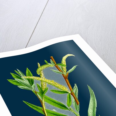 Salix Alba, Var. Vitellina; Golden Willow by Anonymous