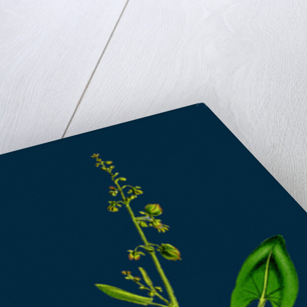 Rumex Scutatus; French Sorrel by Anonymous