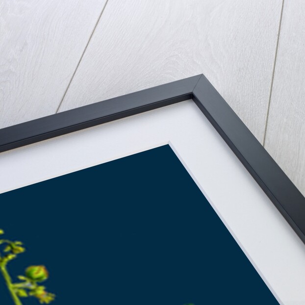 Rumex Scutatus; French Sorrel by Anonymous