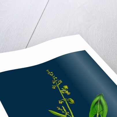 Rumex Scutatus; French Sorrel by Anonymous