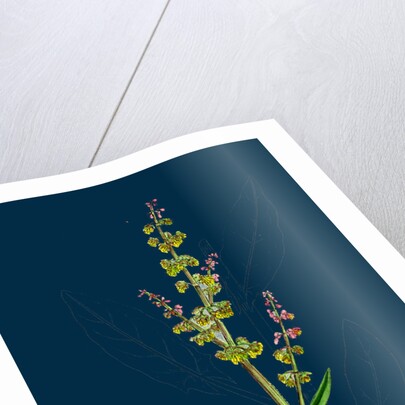 Rumex Acetosa; Common Sorrel by Anonymous