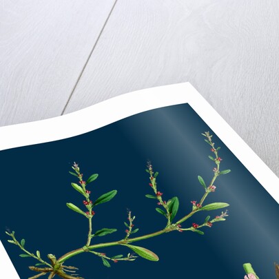 Polygonum Aviculare, Vulgatum; Common Knot-Grass by Anonymous