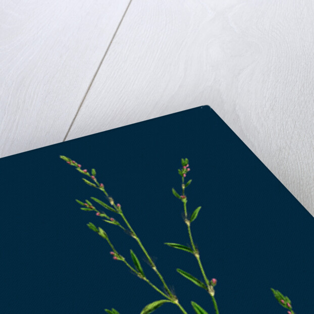 Polygonum Aviculare, Rurivagum; Common Knot-Grass by Anonymous