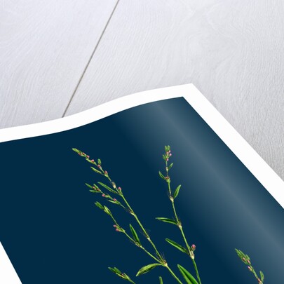 Polygonum Aviculare, Rurivagum; Common Knot-Grass by Anonymous