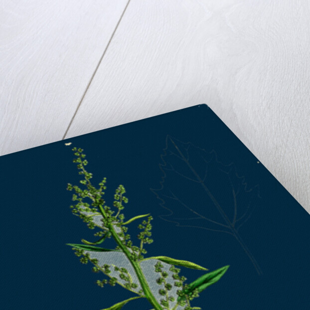 Chenopodium Album Var. Paganum; Green Goosefoot, Var. B. by Anonymous