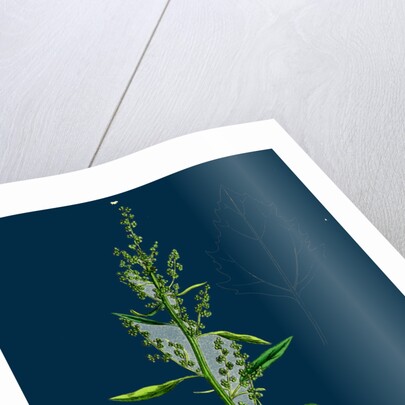 Chenopodium Album Var. Paganum; Green Goosefoot, Var. B. by Anonymous