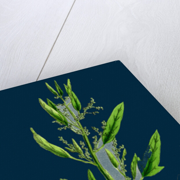 Chenopodium Ficifolium; Fig-Leaved Goosefoot by Anonymous