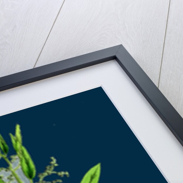 Chenopodium Ficifolium; Fig-Leaved Goosefoot by Anonymous