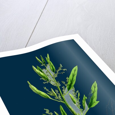 Chenopodium Ficifolium; Fig-Leaved Goosefoot by Anonymous