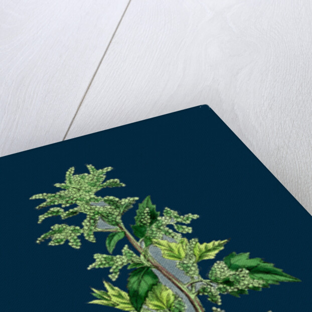 Chenopodium Murale; Nettle-Leaved Goosefoot by Anonymous