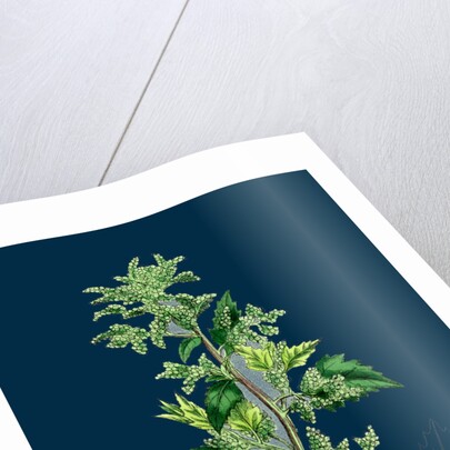 Chenopodium Murale; Nettle-Leaved Goosefoot by Anonymous