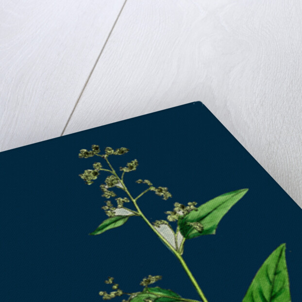 Chenopodium Hybridum; Maple-Leaved Goosefoot by Anonymous