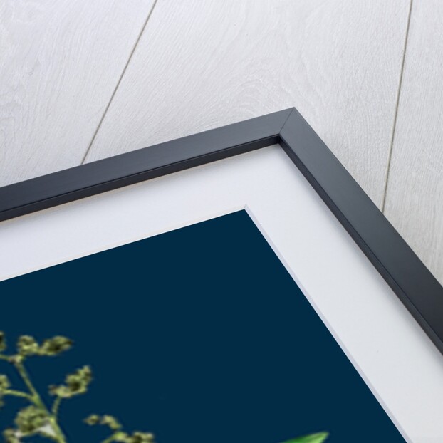 Chenopodium Hybridum; Maple-Leaved Goosefoot by Anonymous