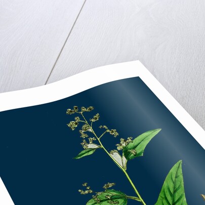 Chenopodium Hybridum; Maple-Leaved Goosefoot by Anonymous