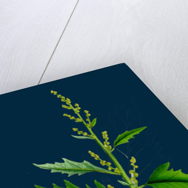 Chenopodium Urbicum; Upright Goosefoot by Anonymous