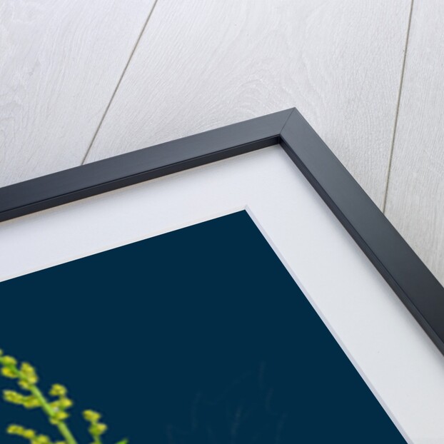 Chenopodium Urbicum; Upright Goosefoot by Anonymous